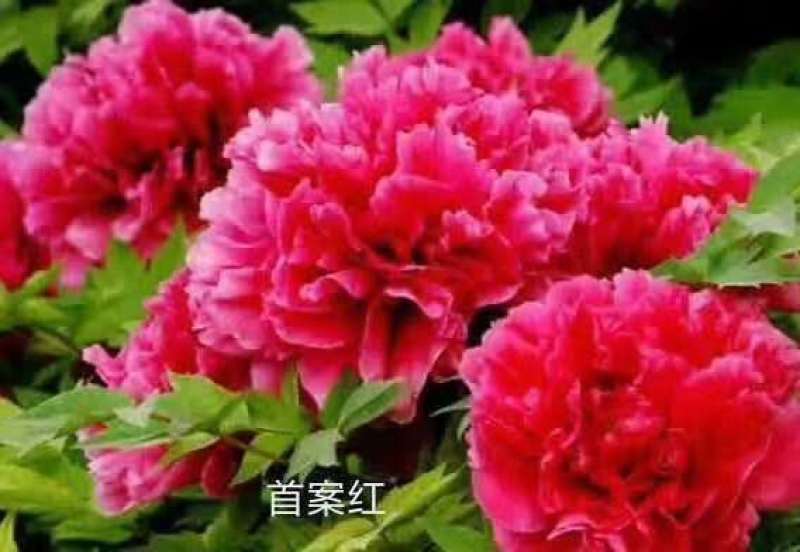 观赏牡丹，芍药花繁育基地，技术免费推广活动开始了！