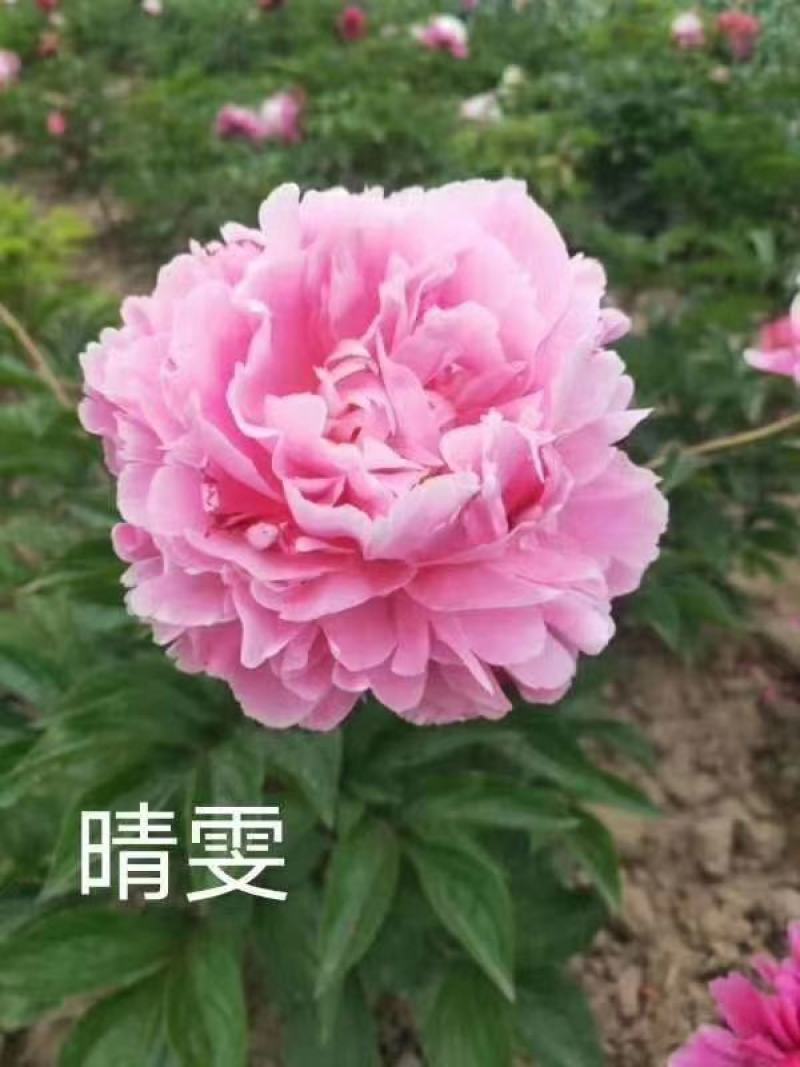 观赏牡丹，芍药花繁育基地，技术免费推广活动开始了！