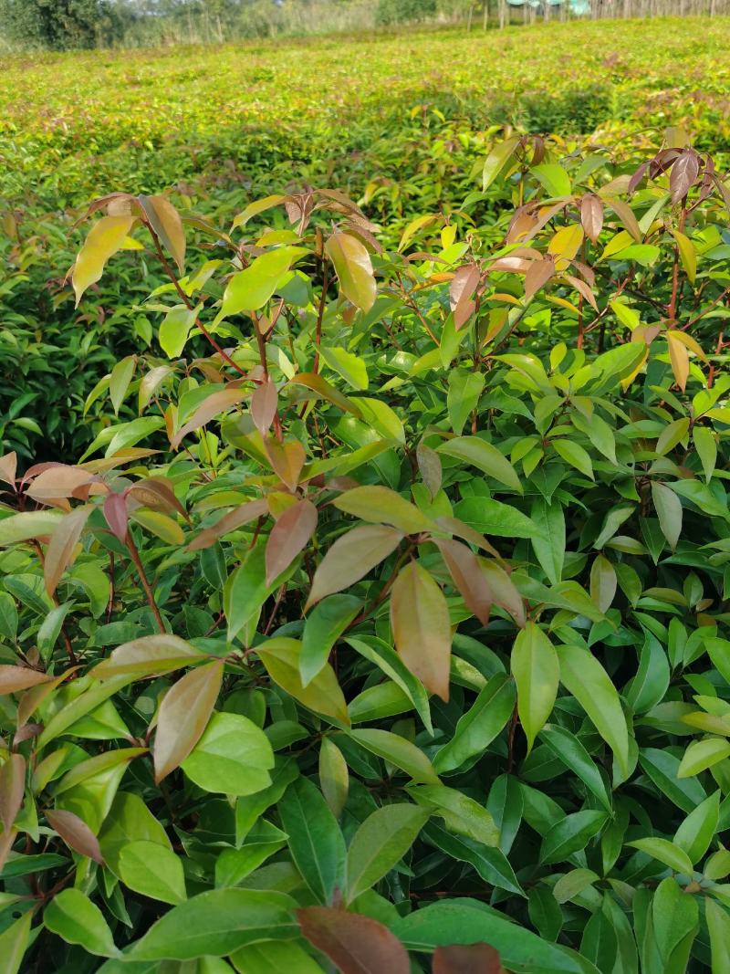 香樟小苗批发香樟小苗价格樟树苗价格