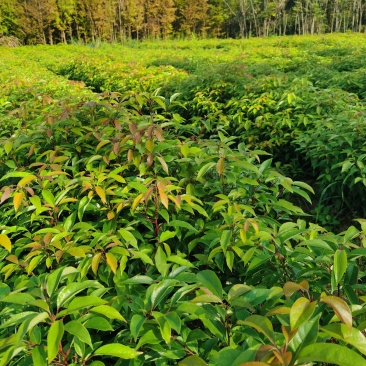 香樟小苗批发香樟小苗价格樟树苗价格