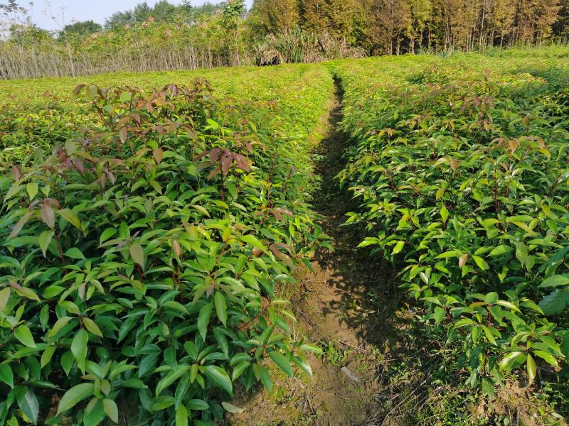 香樟小苗批发香樟小苗价格樟树苗价格