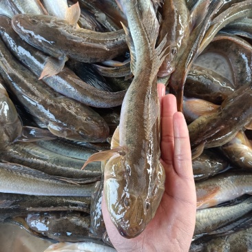 大量出售海念鱼，批发零售