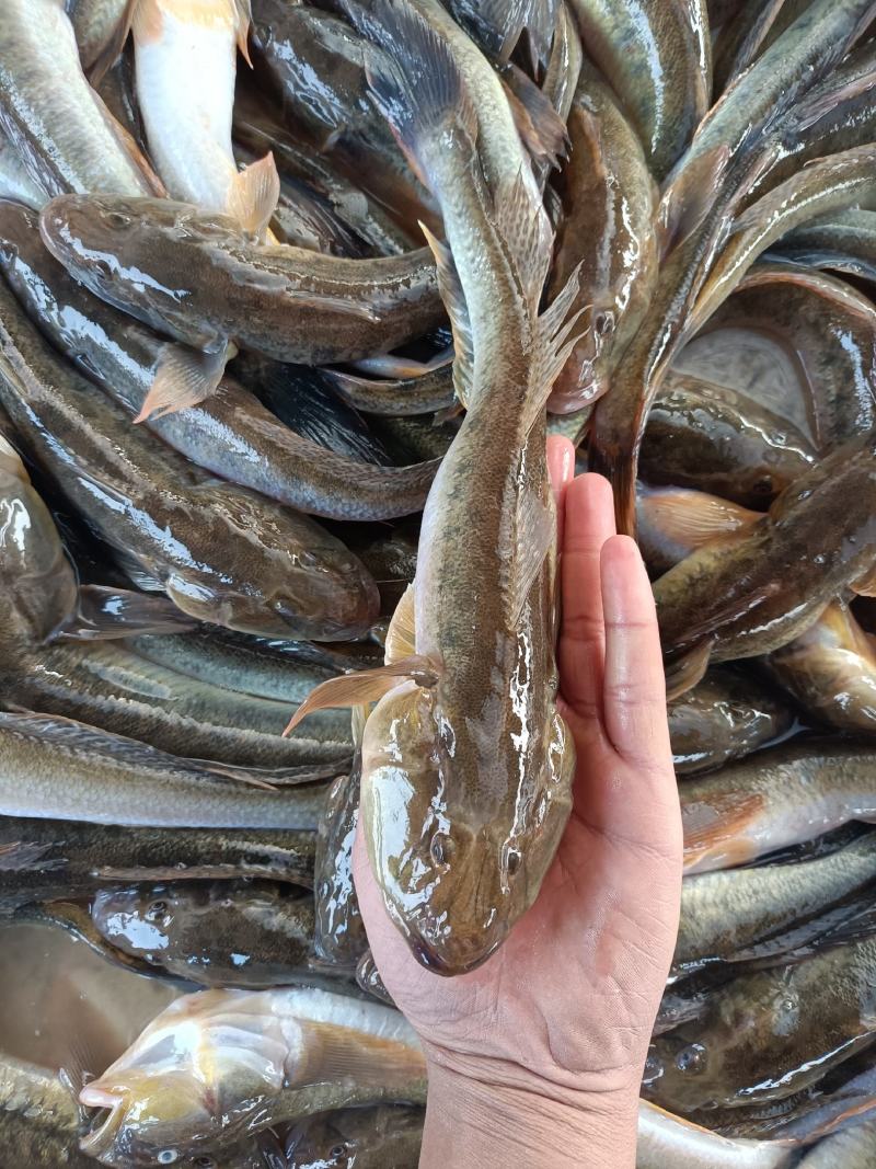 大量出售海念鱼，批发零售