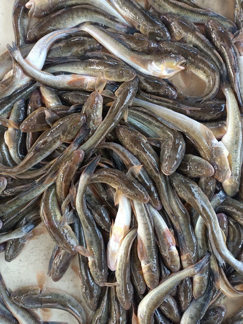 大量出售海念鱼，批发零售