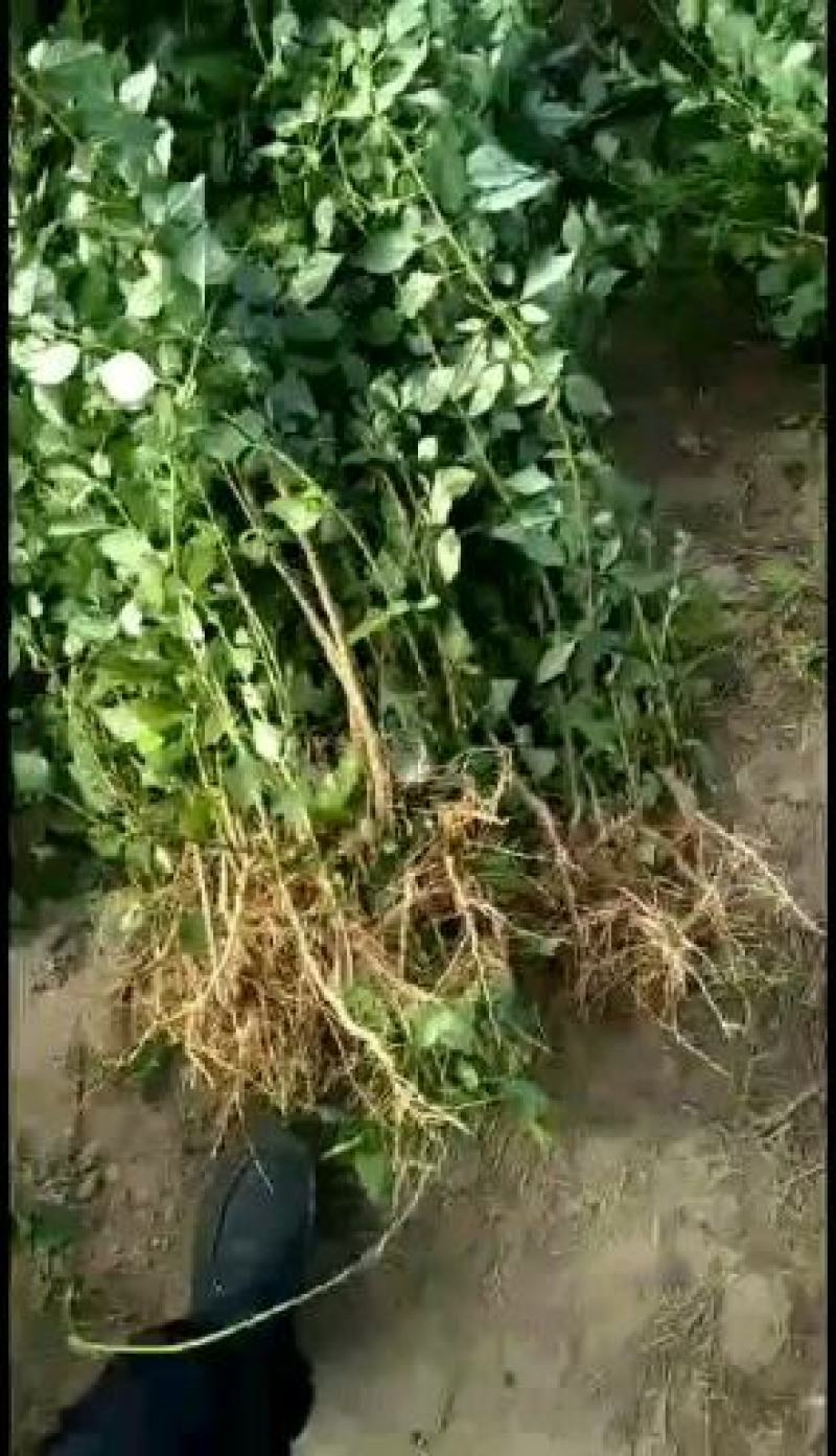 红富士苹果苗=《嫁接红富士苹果苗，樱》====出售苹果苗
