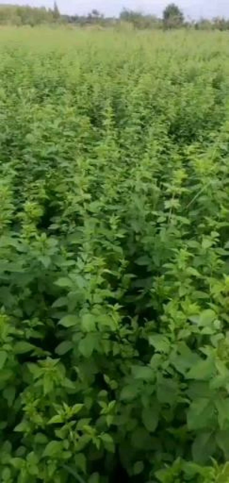 红富士苹果苗=《嫁接红富士苹果苗，樱》====出售苹果苗