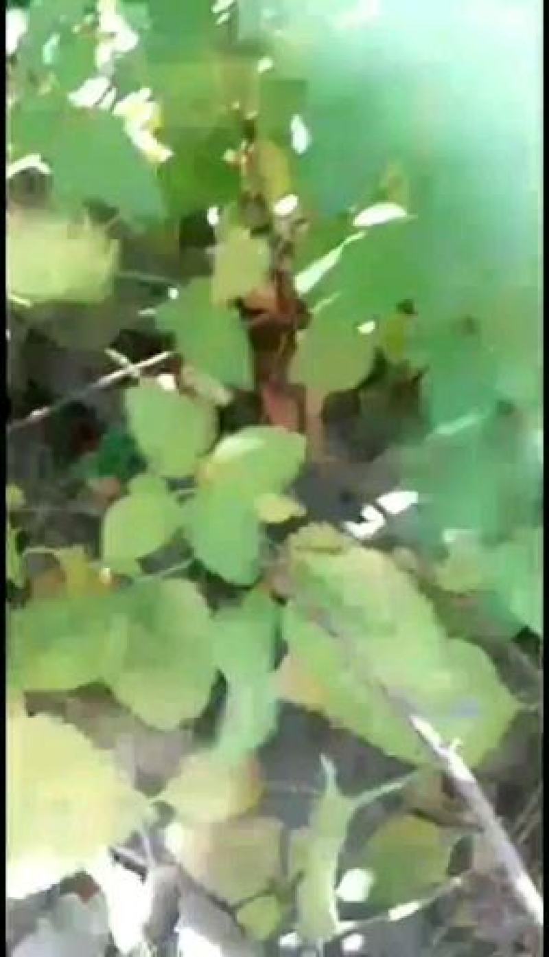 红富士苹果苗=《嫁接红富士苹果苗，樱》====出售苹果苗