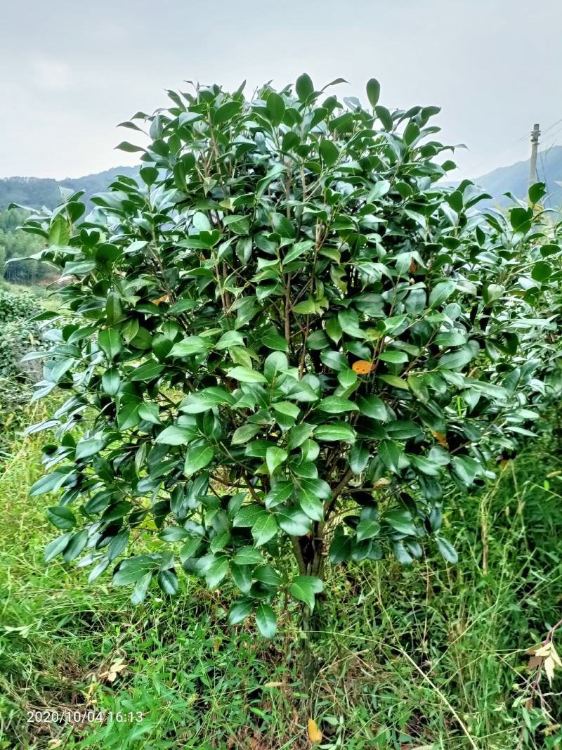 茶花球，茶花树，大茶花，山茶花，规格冠幅80c～150