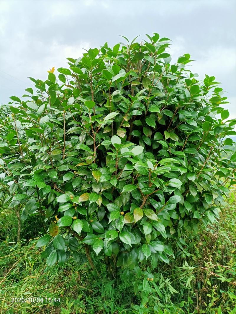茶花球，茶花树，大茶花，山茶花，规格冠幅80c～150