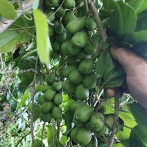 供应优质软枣猕猴桃实生苗木，嫁接苗木，基地直发