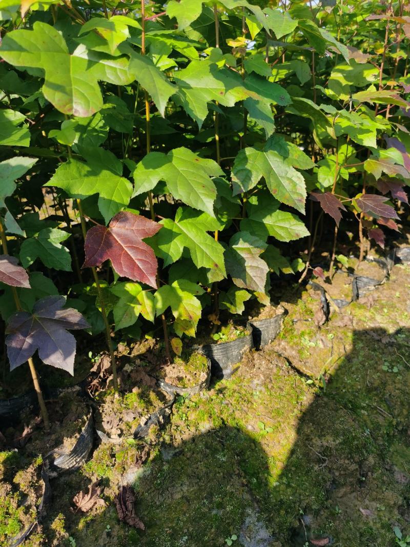 枫香小苗枫香小苗价格枫香杯苗价格1公分枫香小苗价格