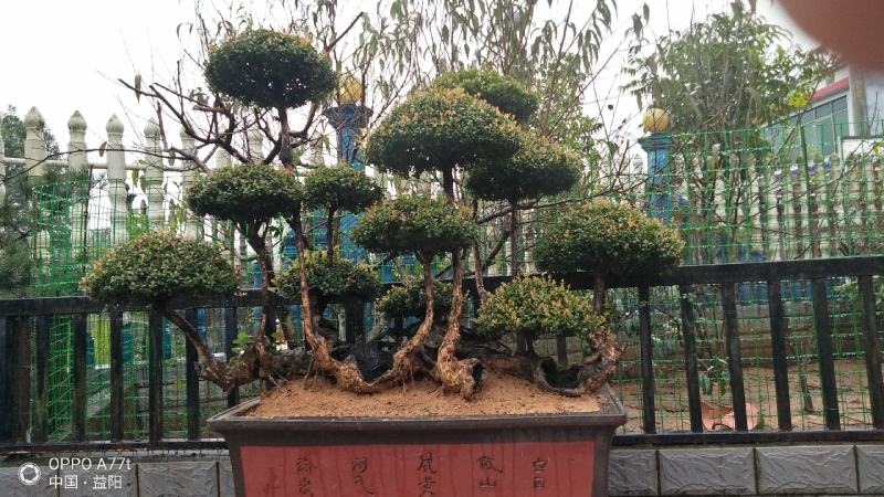红芽细叶赤楠百年古桩天然舍利镂空