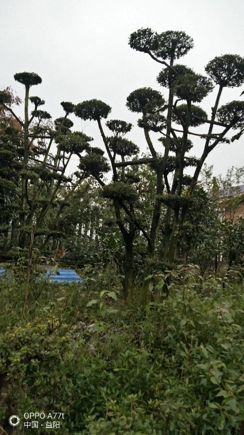 红芽细叶赤楠百年古桩天然舍利镂空