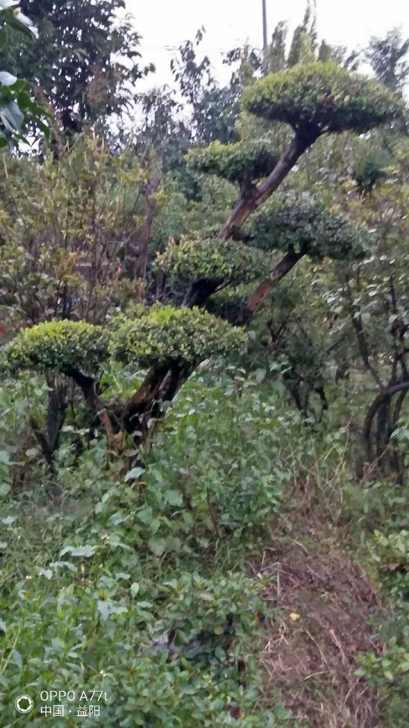 红芽细叶赤楠百年古桩天然舍利镂空