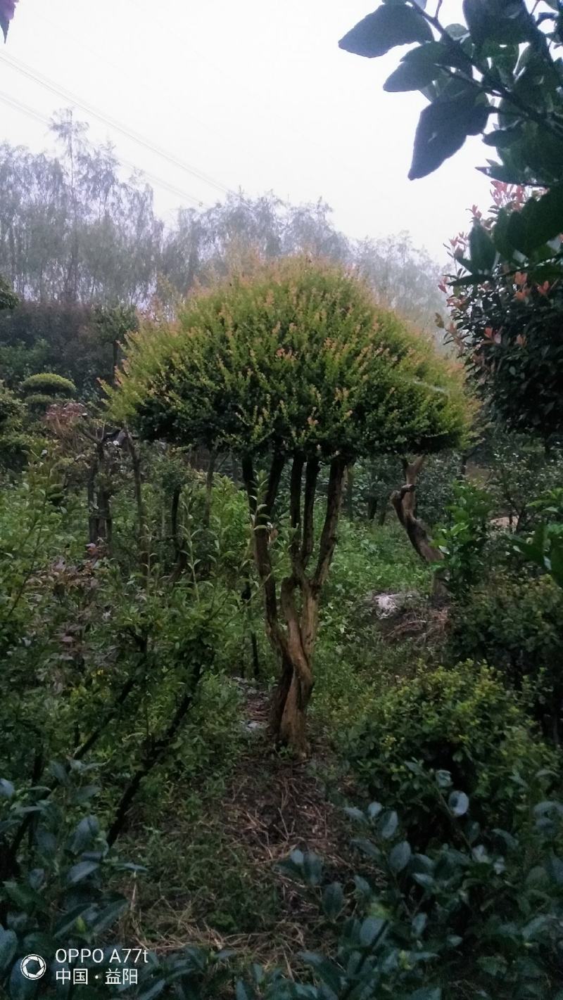 红芽细叶赤楠百年古桩天然舍利镂空