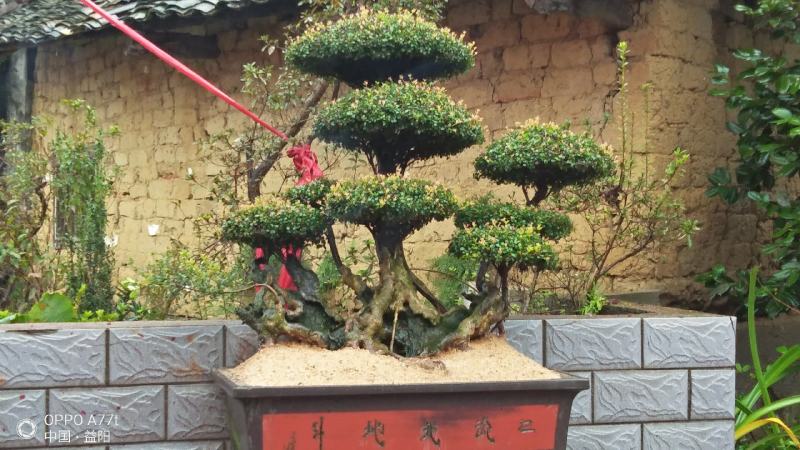 红芽细叶赤楠百年古桩天然舍利镂空