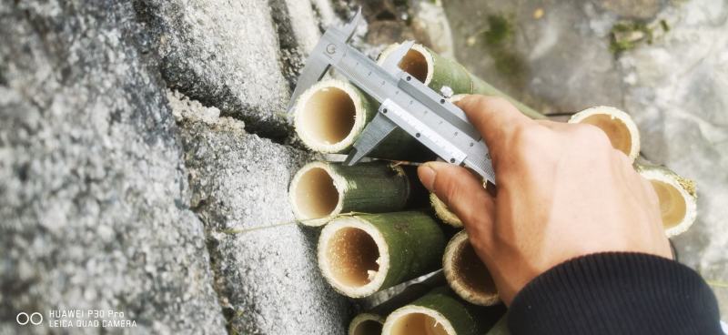 广西苦竹。竹架。果撑。菜架子。篱笆。。。竹竿