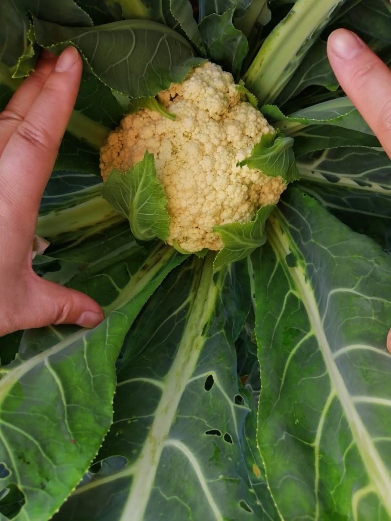 菜花大山里的生态绿色有机花菜上市了