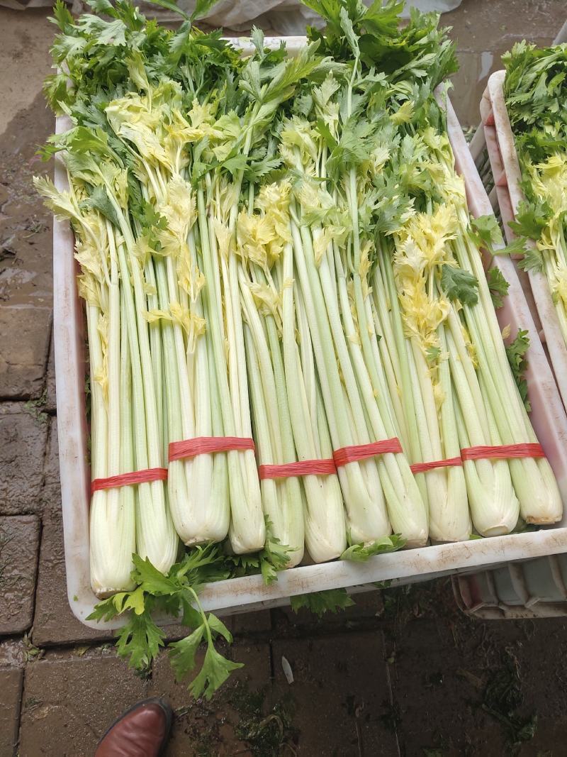 山东万亩黄苗芹菜基地60cm以上，产地直供。