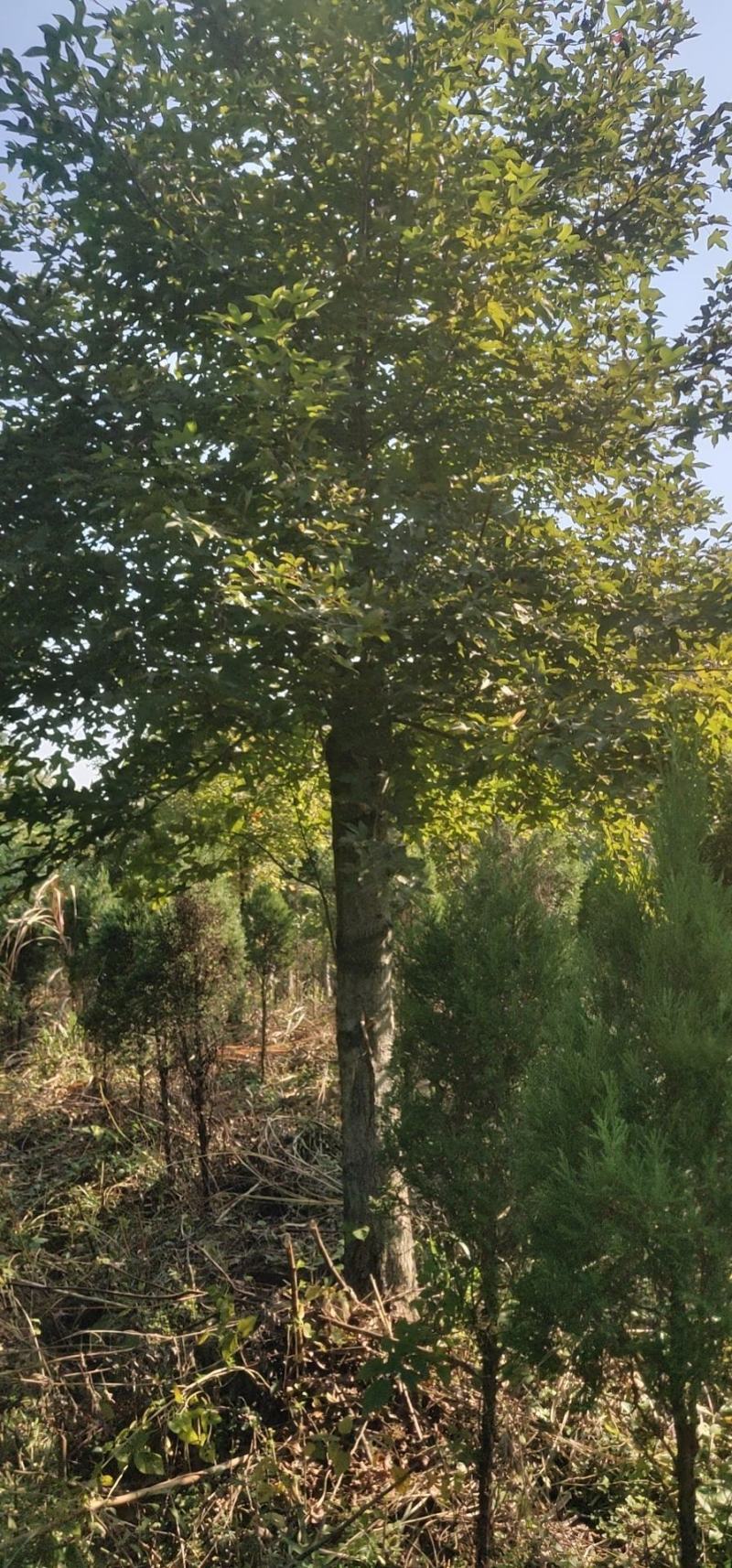 15-20截杆发冒三年枫香大量出售