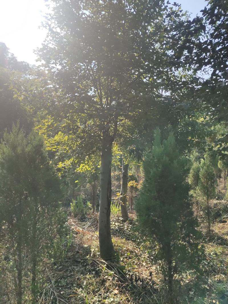 15-20截杆发冒三年枫香大量出售