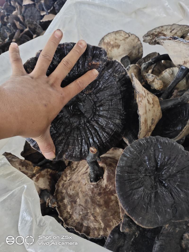 原生态森态林金边灵芝大量供应