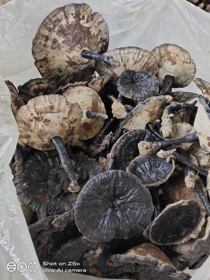 原生态森态林金边灵芝大量供应