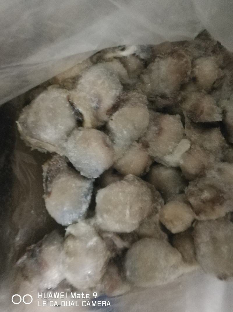 鱿鱼嘴，水产加工厂原料出售，