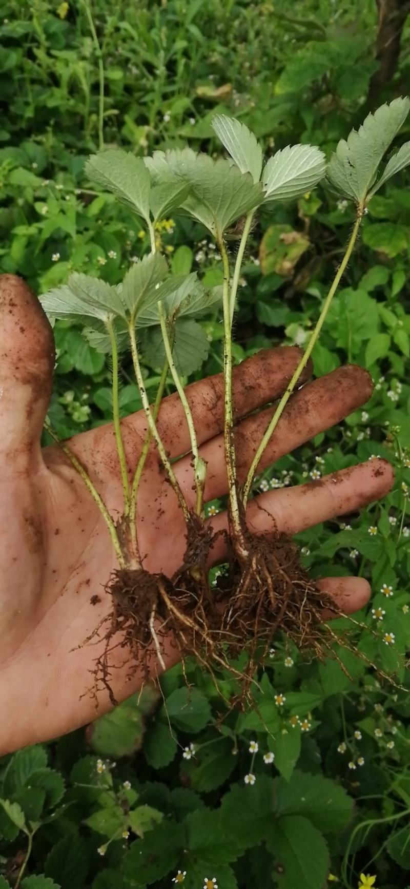 红颜巧克力黔莓草莓苗产量高抗病能力强口感好成活率高
