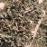中草药绞股蓝药用干货干净无杂一公斤起包邮