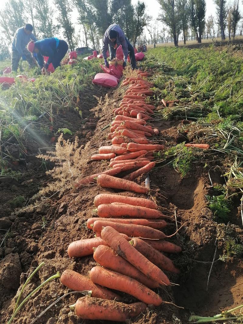 胡萝卜，坝上新鲜蔬菜精品胡萝卜，产地发货量大从优