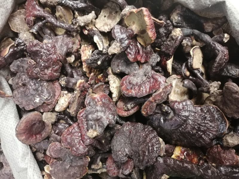 灵芝赤灵芝灵芝云南灵芝种植灵芝