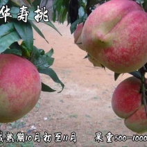 中华寿桃桃苗新品种基地直营批发价格死苗补发