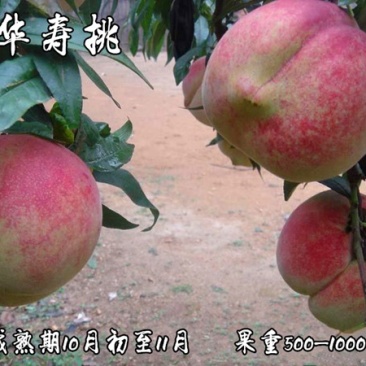 中华寿桃桃苗新品种基地直营批发价格死苗补发