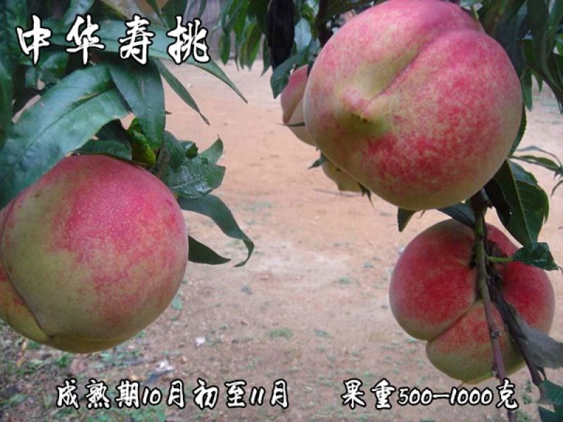中华寿桃桃苗新品种基地直营批发价格死苗补发