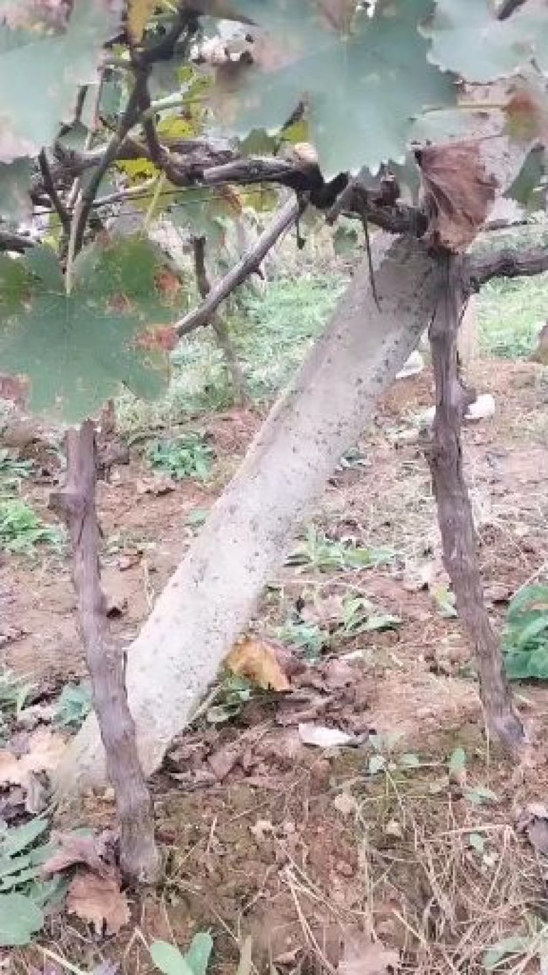 占地葡萄树，及绿化树，工程苗木，合作共赢，