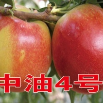 中油4号桃苗基地直销保质保量基地批发价格死苗补发