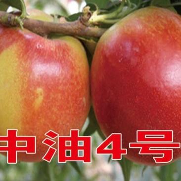 中油4号桃苗基地直销保质保量基地批发价格死苗补发