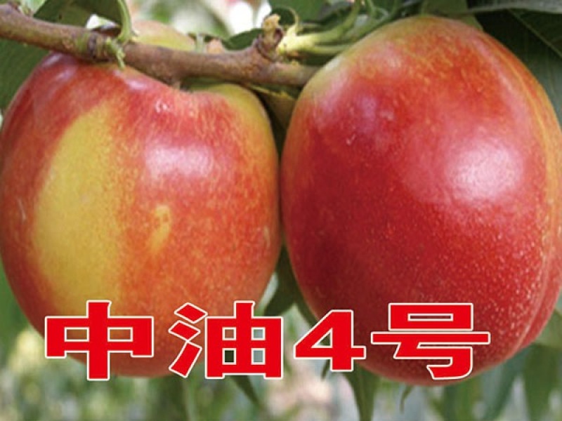 中油4号桃苗基地直销保质保量基地批发价格死苗补发
