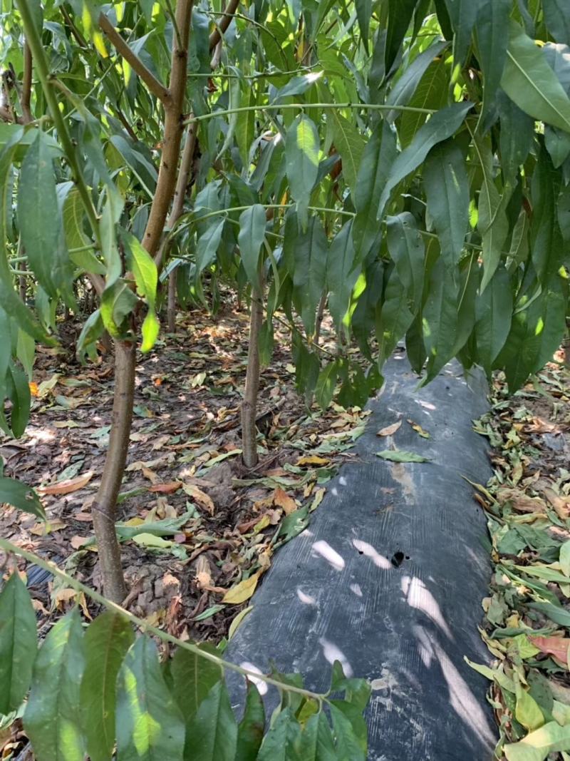 中油4号桃苗基地直销保质保量基地批发价格死苗补发