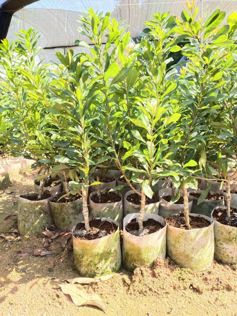 东魁杨梅苗鸡蛋一样大的杨梅营养杯苗包邮到家