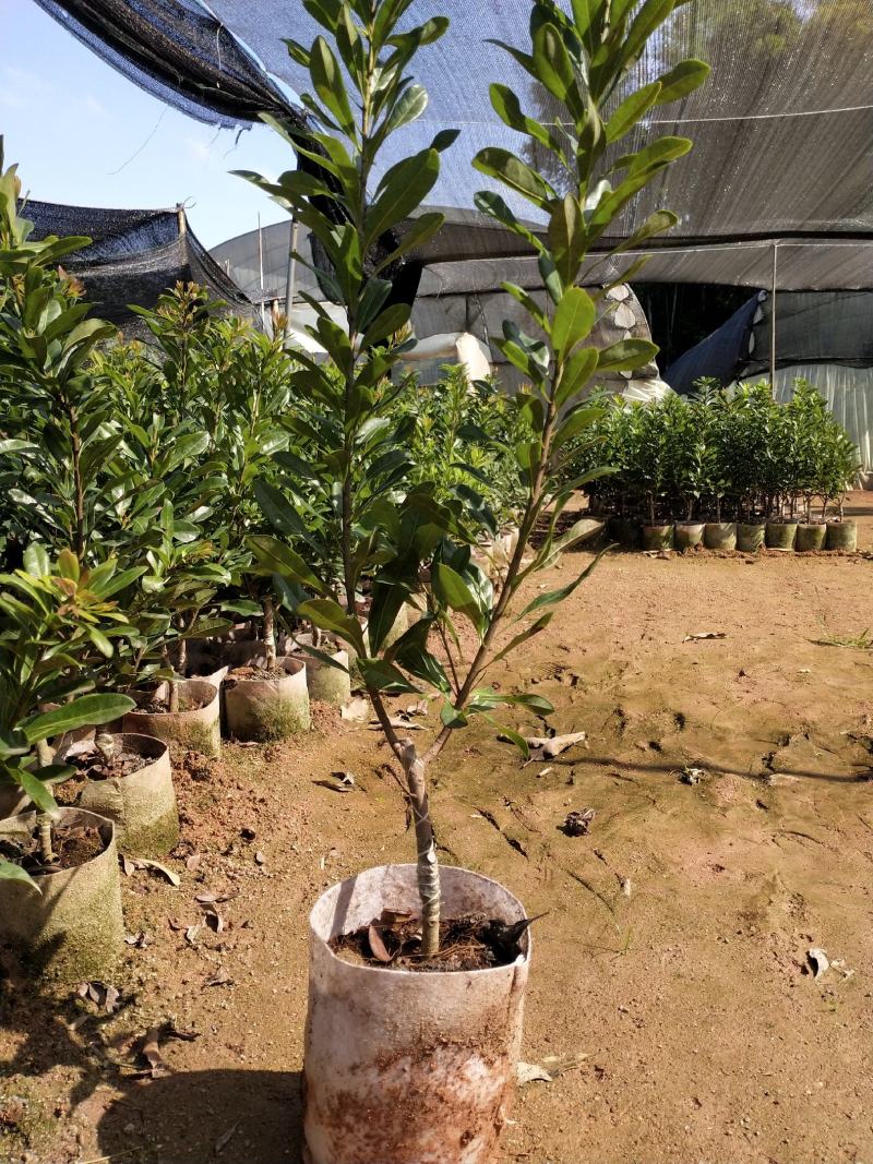 东魁杨梅苗鸡蛋一样大的杨梅营养杯苗包邮到家