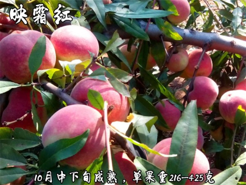 映霜红桃苗基地直销批发价格死苗补发品种纯正