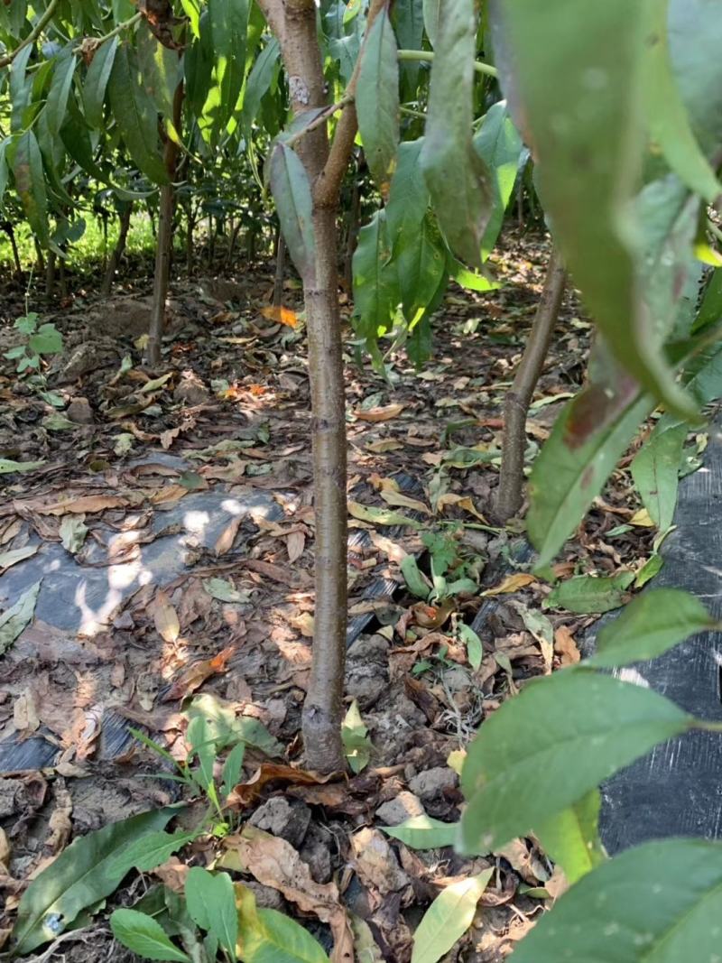映霜红桃苗基地直销批发价格死苗补发品种纯正