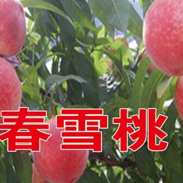 春雪桃苗基地直销批发价格保质保量