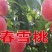 春雪桃苗基地直销批发价格保质保量