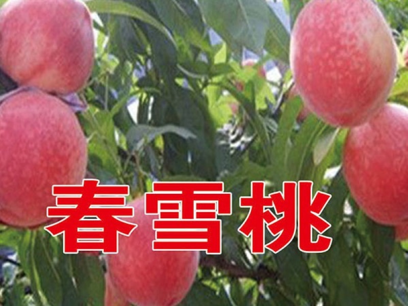 春雪桃苗基地直销批发价格保质保量