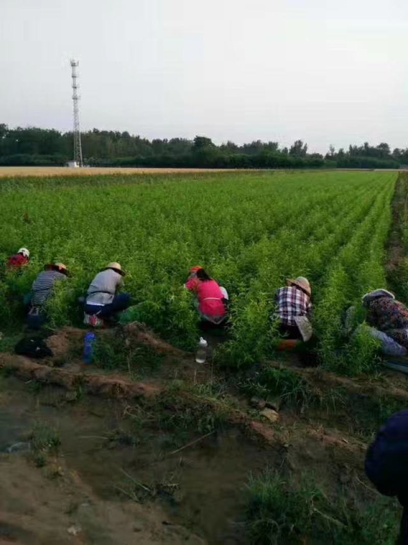 春雪桃苗基地直销批发价格保质保量