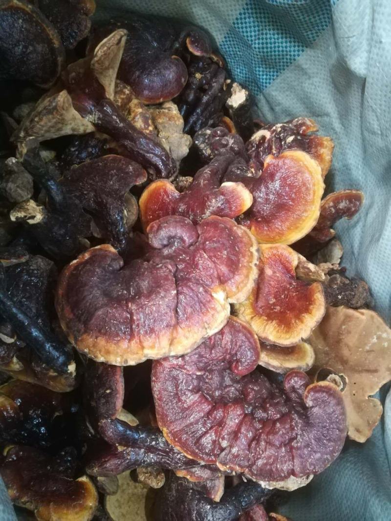 灵芝赤灵芝灵芝云南灵芝种植灵芝