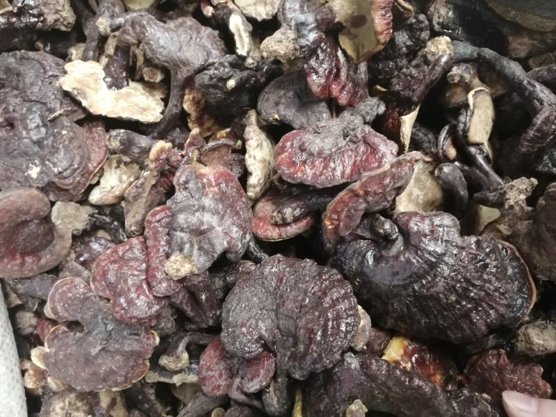 灵芝赤灵芝灵芝云南灵芝种植灵芝